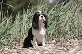 CAVALIER KING CHARLES 205